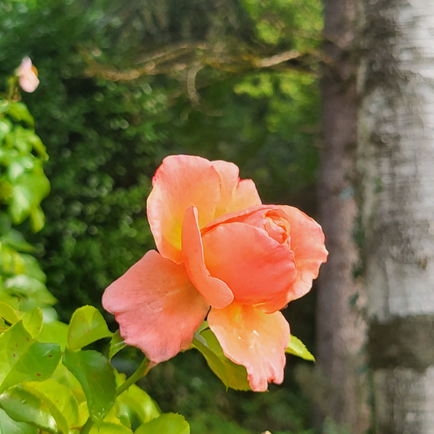 Digital Picture Collection Nature