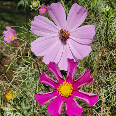 Digital Picture Collection Nature