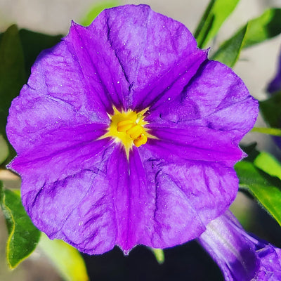 Digital Picture Collection Nature
