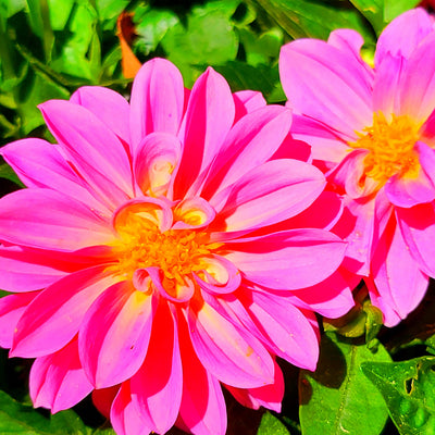 Digital Picture Collection Nature