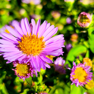 Digital Picture Collection Nature