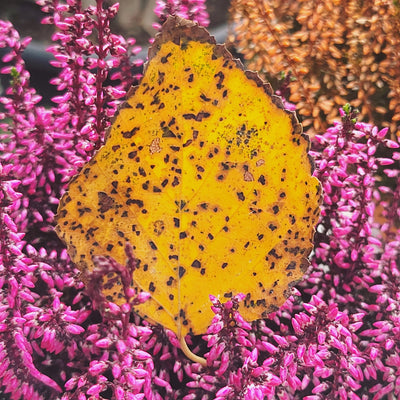 Digital Picture Collection Nature