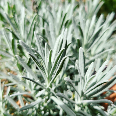 Digital Picture Collection Nature